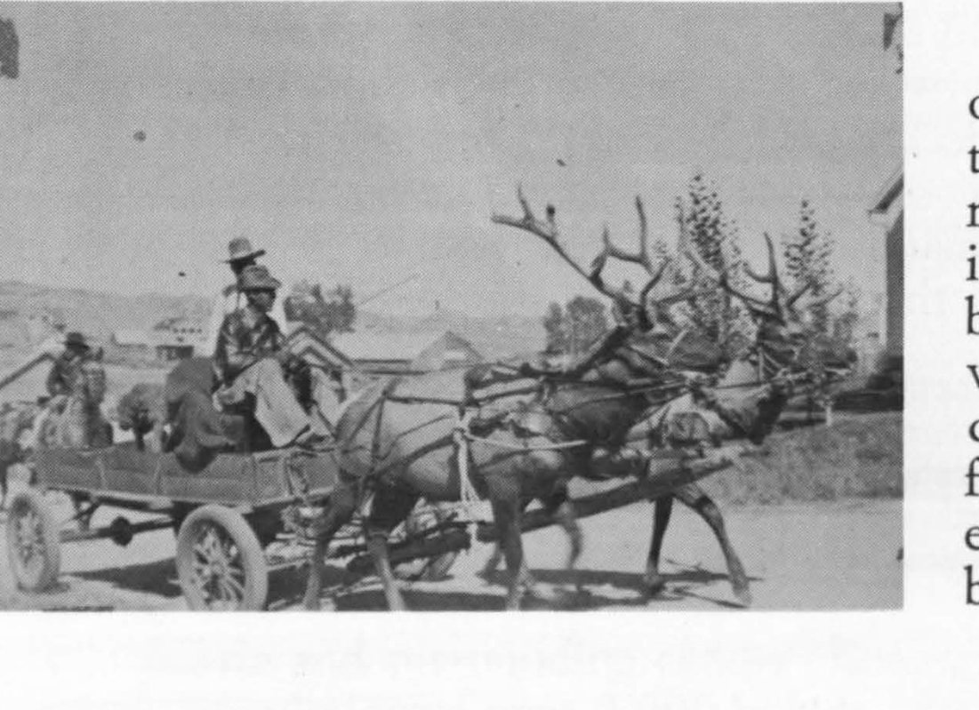 A team of elk at the Big Elk Ranch, famous for its water rodeo in the 1920s–30s.